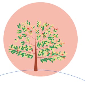 Tassomai’s tree