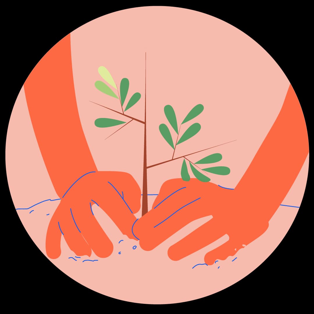 A sapling being planted by two hands