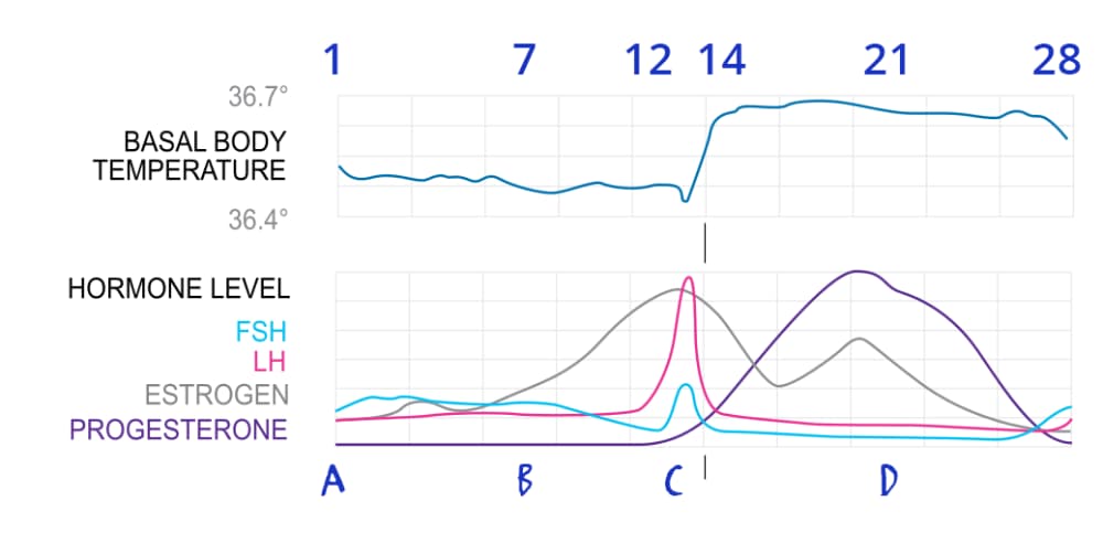Graph of hormone levels through the four stages of the menstrual cycle
