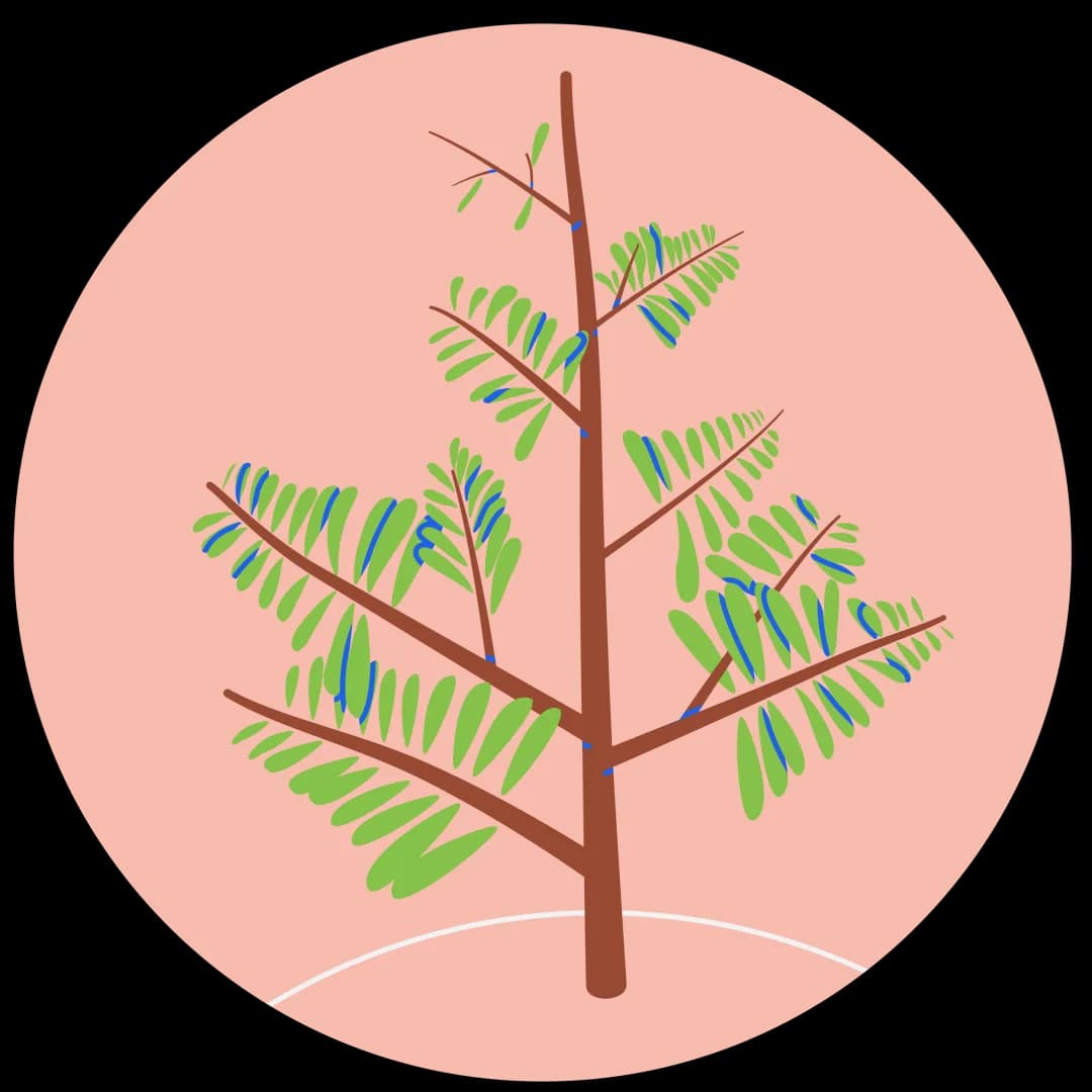 Illustration of a Tassomai Tree
